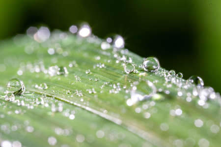 Drops of waterの写真素材