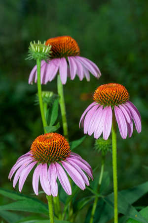 Echinacea