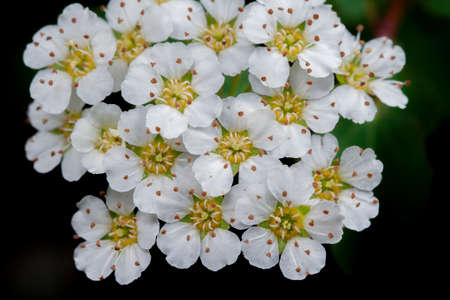 Spiraea
