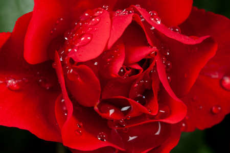 Rose flowerの写真素材