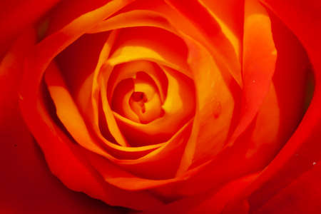 Rose flowerの写真素材