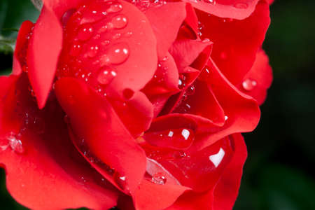 Rose flowerの写真素材
