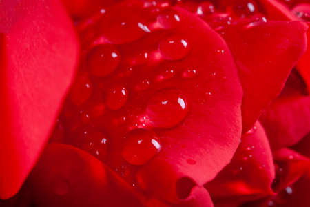 Rose flowerの写真素材