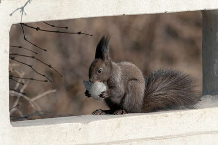 squirrelの写真素材