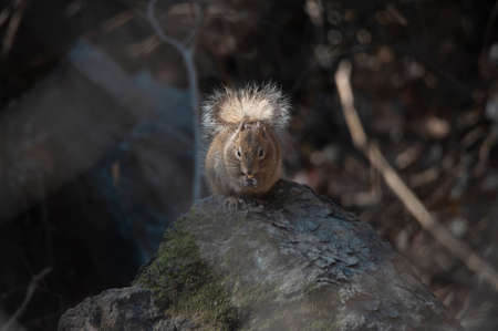 squirrelの写真素材