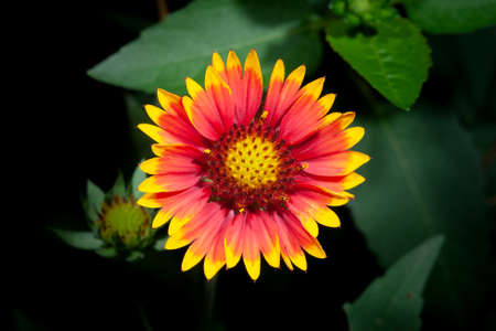 Celestial Chrysanthemumの写真素材