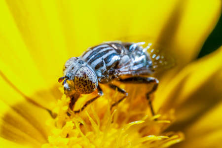 bee on the flower close up
