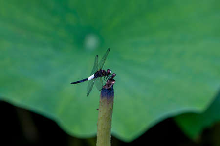 dragonfly on the lotus pond close upの写真素材
