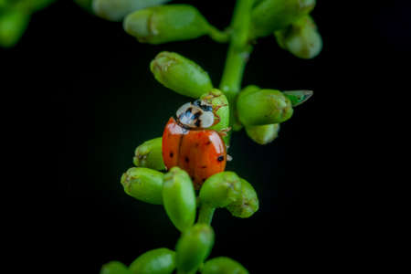 ladybug on the green leaf
