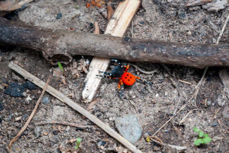 Red spider in the jungleの写真素材