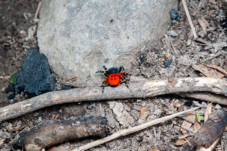 Red spider in the jungleの写真素材