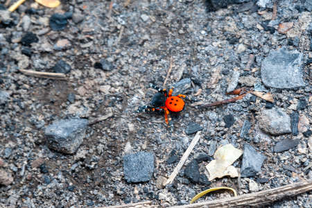 Red spider in the jungle