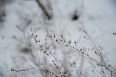 snow scenery at winterの写真素材