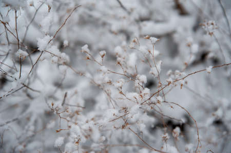snow scenery at forestの写真素材
