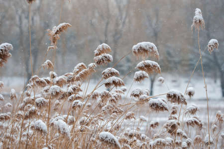 Reeds scenery after snowの写真素材