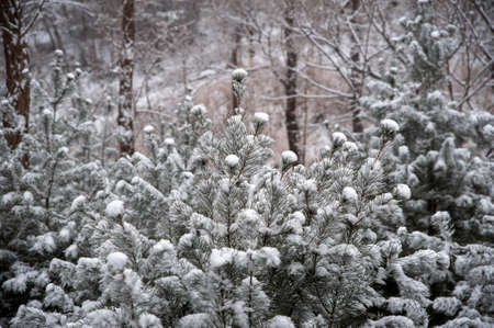 snow scenery at forestの写真素材