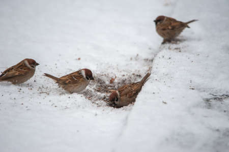 Sparrow in the snowの写真素材
