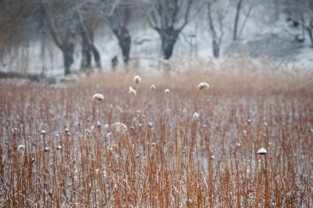 Reeds snow sceneryの写真素材