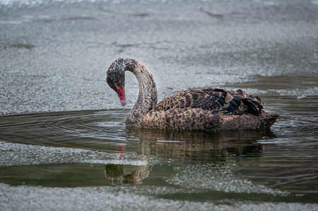 Swans wintering in the winterの写真素材