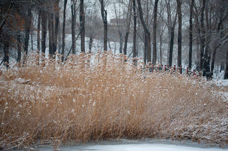 Reeds in the snowの写真素材