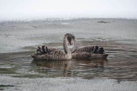 Swans wintering in the winterの写真素材