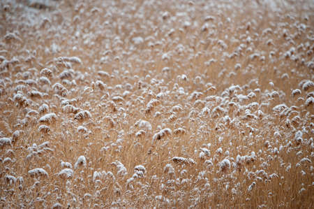 Reeds in the snowの写真素材