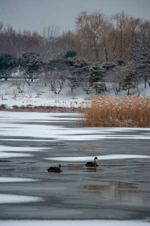 Swans wintering in the Summer Palace in winterのeditorial素材