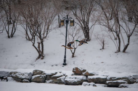 wild duck at summer palace in winterのeditorial素材