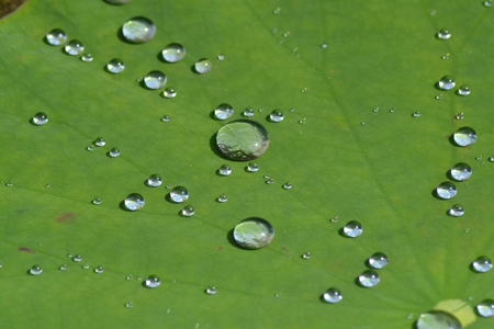 Drops On The Leafの写真素材