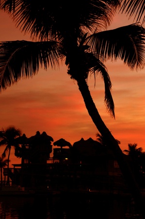 Florida Heat. Sunset with Palm Trees. Dark Orange Sky and Trees Shapesの写真素材