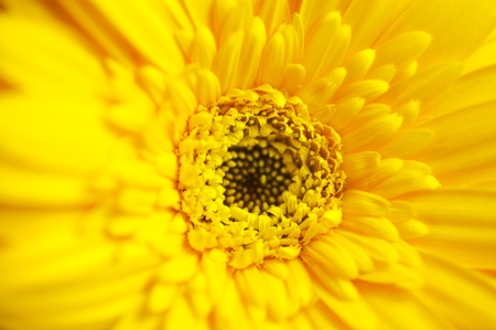 Gerber Macro. acro Photography of the Yellow Beautiful Gerber Flower. Floral Photo Collectionの写真素材