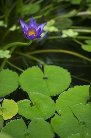 Blue Water Lily - Flowering Water Plant. Vertical Photoの写真素材