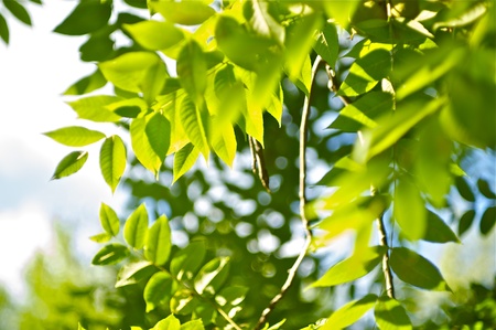 Green Summer. Nature Background. Green Summer Leafes Photo Background.の写真素材