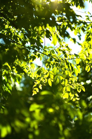 Summer Forest - Natural Sunlight Between the Leafes. Vertical Nature Photo Backgroundの写真素材