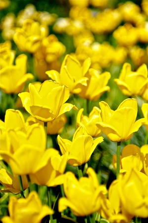 Flowering Tulips. Spring in the Garden. Many Yellow Flowering Tulips - Vertical Photo.の写真素材