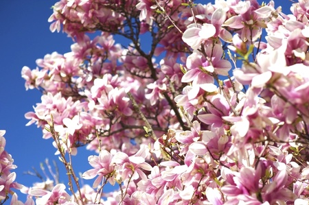 Magnolia X Soulangeana. It is a Deciduous Tree with Large, Early-Blooming Flowers in Various Shades of White, Pink, and Purple. Blooming Magnolia Tree. Beautiful Pink Flowers on Blue Sky. Flowering Magnolia Branches.の写真素材