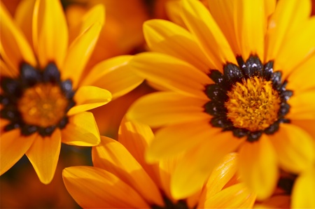 Orange Beauty. Beautiful Small Orange Spring Flowers. Macro Photography. Flower Photo Collection.の写真素材