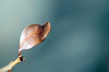 Fall: Last Dead Leaf in Focus. Nature Photo Collection.の写真素材