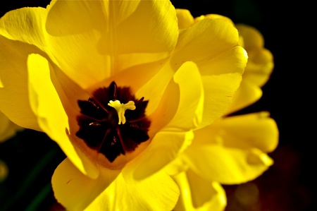 Yellow Tulip Flower. Yellow Tulip Closeup Photography.の写真素材