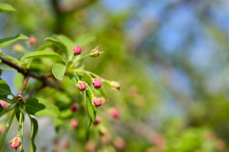 Pink Buds Tree - Spring Buds on the Branch. Nature Photo Collectionの写真素材