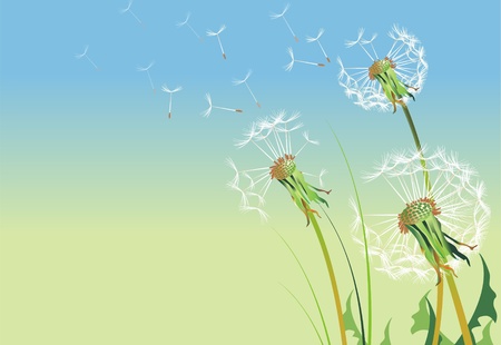 Dandelions Illustration. SImple Cool Dandelion Background - Copy Space Summer Dandelion Background.の写真素材