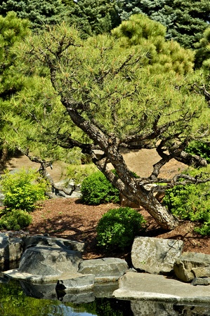 Japanese Gardenの写真素材