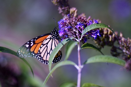 Summer Butterfly Looking For Plants Nectar  Spring Nature Photo 