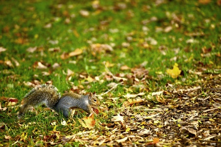 Squirrel in the Park. Early Fall. Grass and Leafs. Squirrels Belong to a Large Family of Small or...