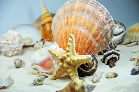 Beautiful Shells Composition. Horizontal Studio Photography. Home Decoration Elementsの写真素材