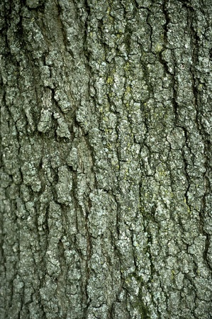 Old Bark Textureの写真素材