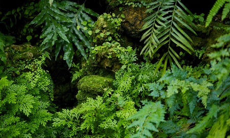 Rainforest Nature Background  Rainforest Plants Horizontal Photography 