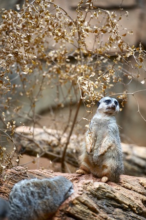 Suricate (Meerkat) on the Rock. Vertical Suricate - Meerkat Photo.の写真素材