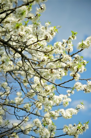White Flowers Branches  Flowering American Wild Plum Tree  Vertical Photoの写真素材