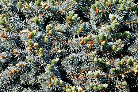 Conifer Background - Nature Photo Collection の写真素材
